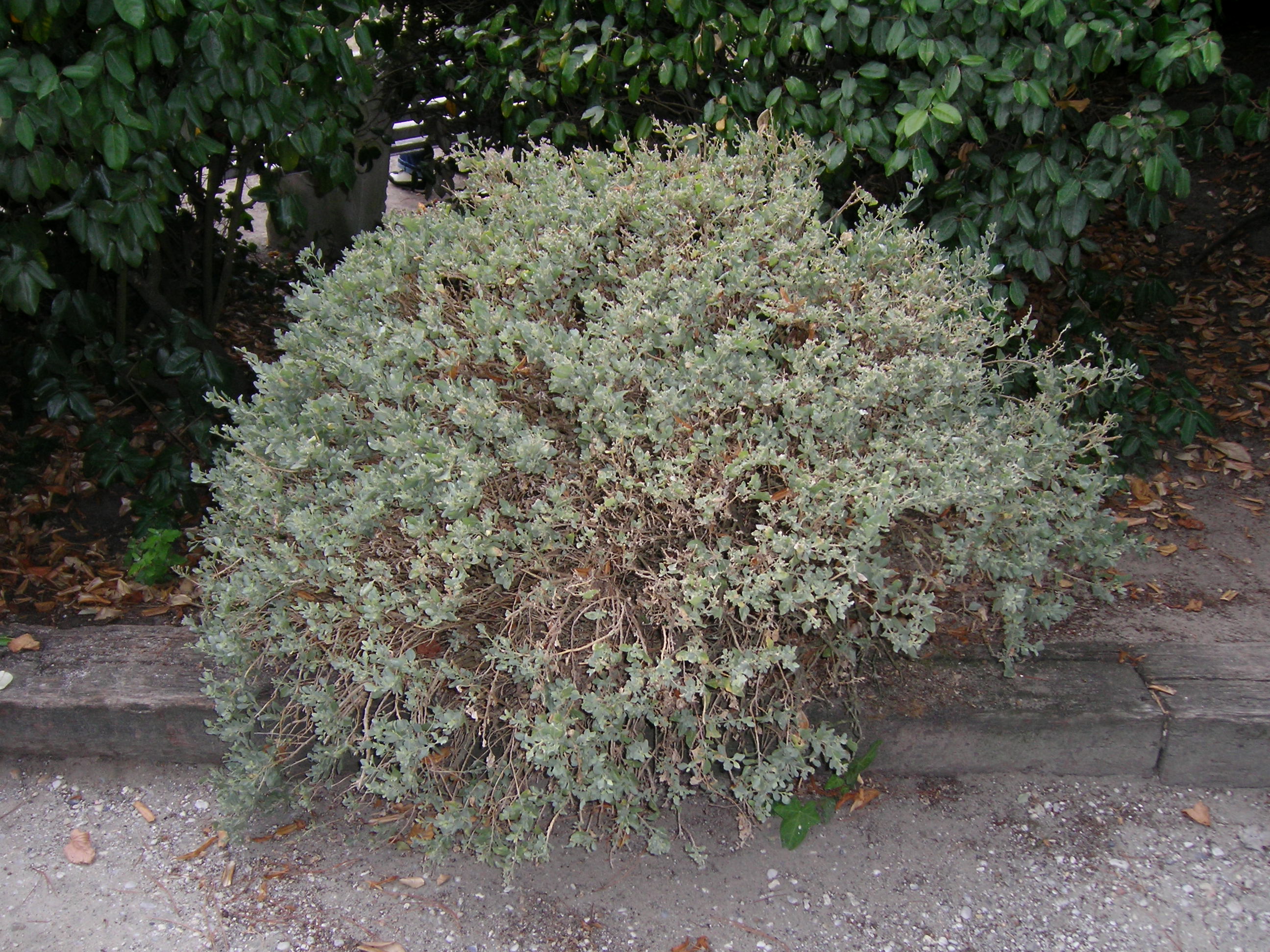 Orzaga