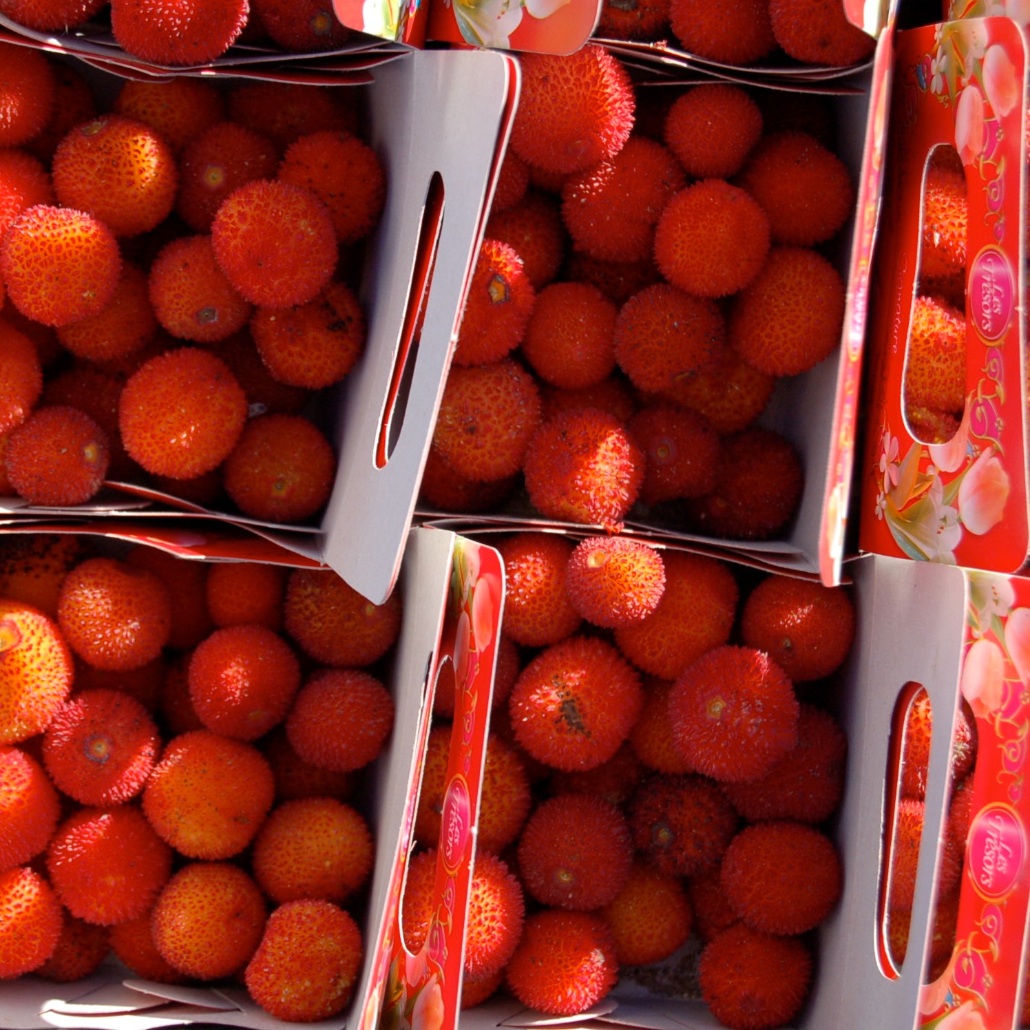 Madroño : venta Madroño / Arbutus unedo