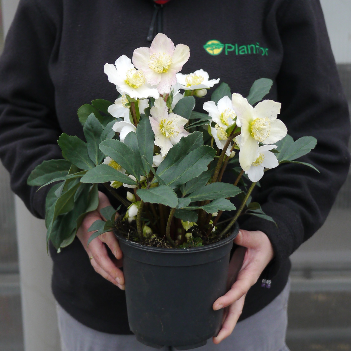 Rosa de Navidad