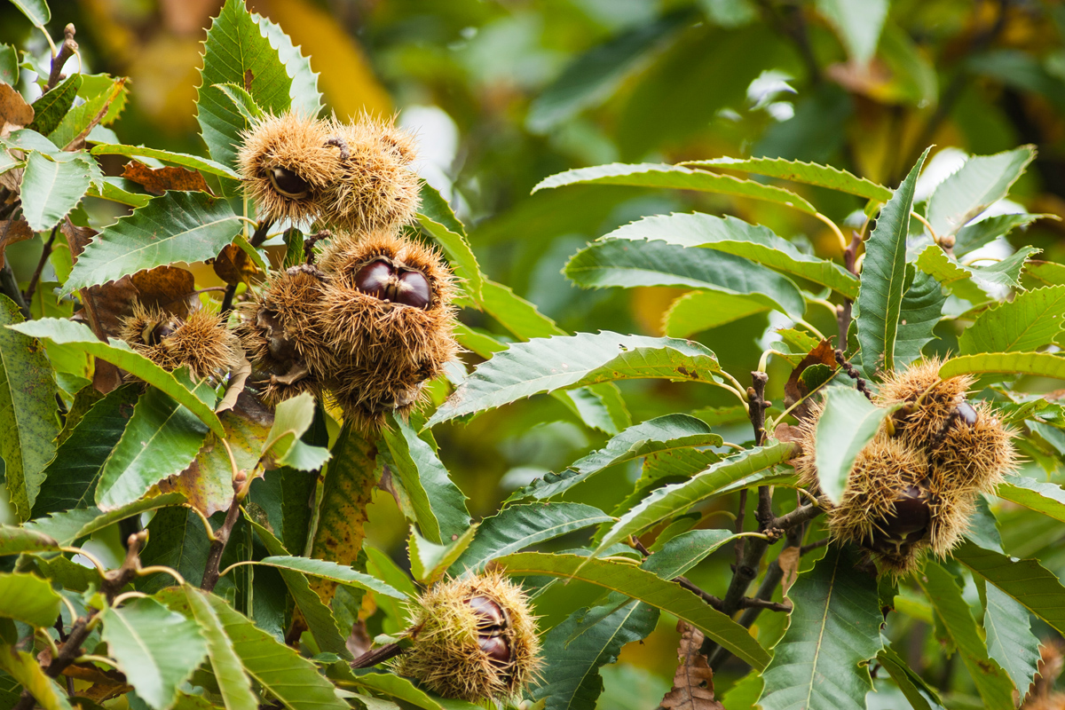 Castaño común : venta Castaño común / Castanea sativa