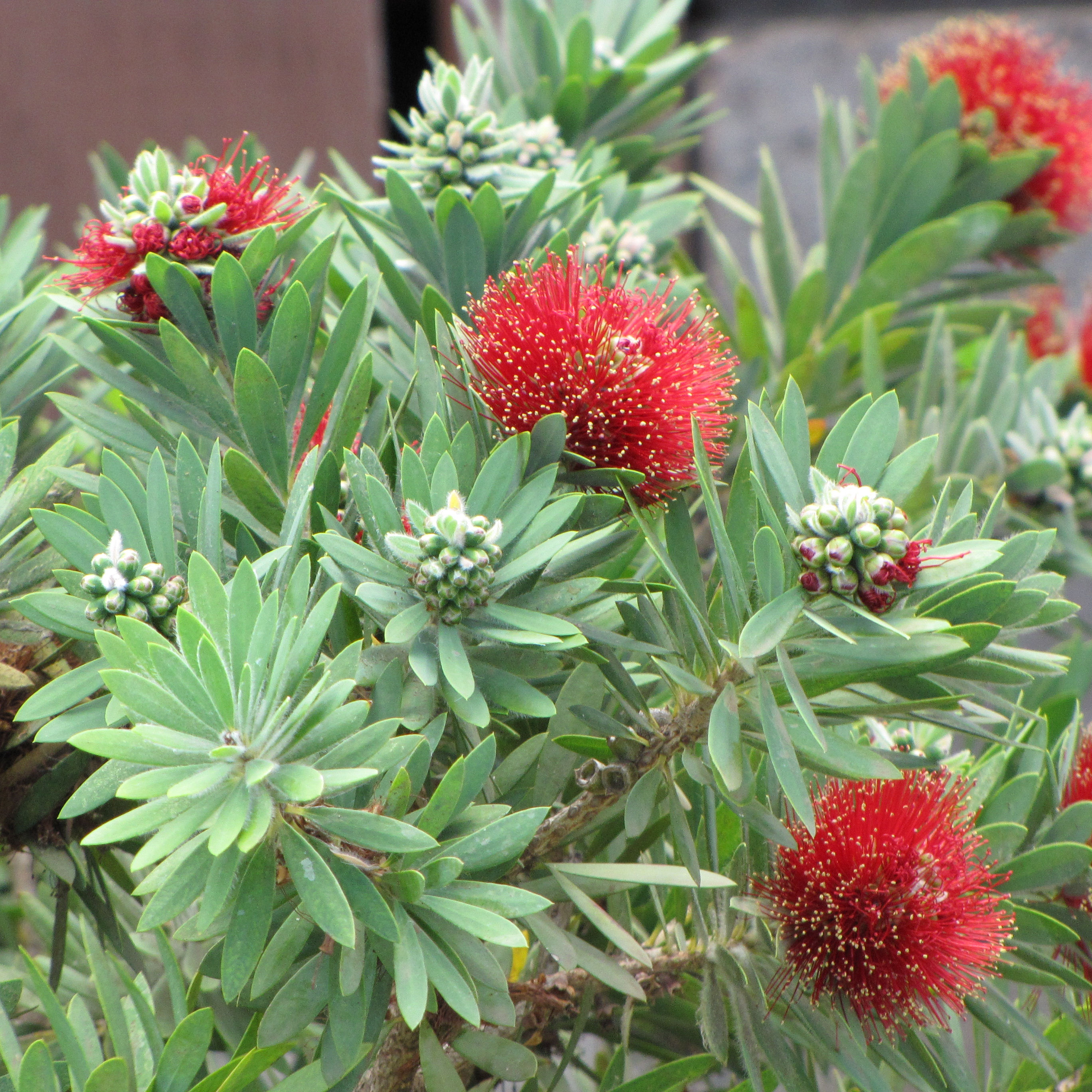 Limpiatubos 'Little John' : venta Limpiatubos 'Little John ...