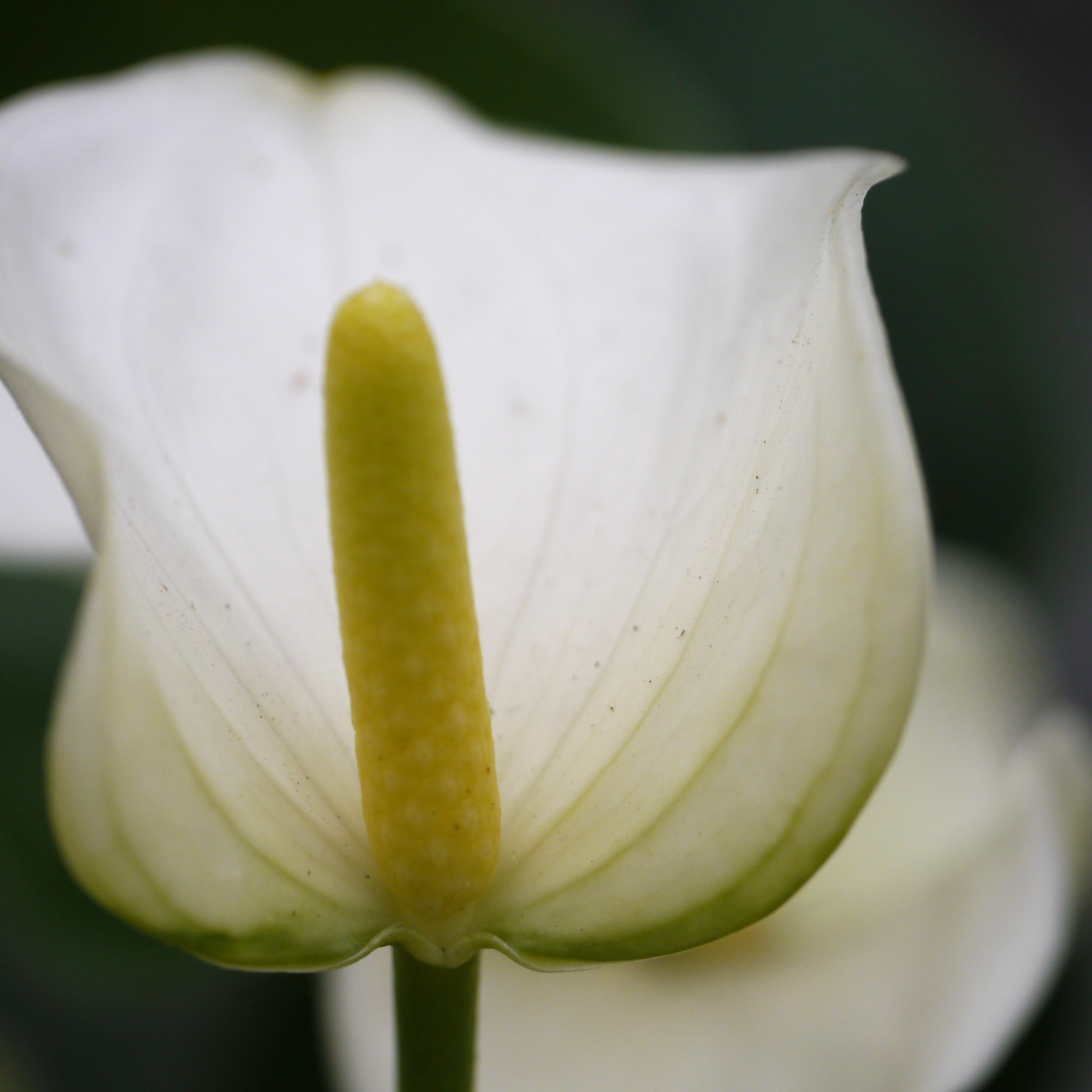 Mini Anturio Blanco - Planta Natural De Interior, Flor Blanca, Fácil De Cuidar