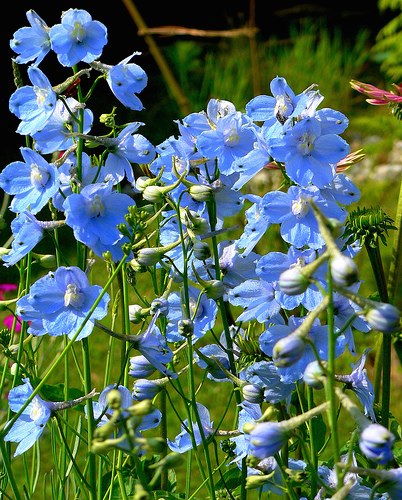 Delphinium 'Cliveden Beauty'