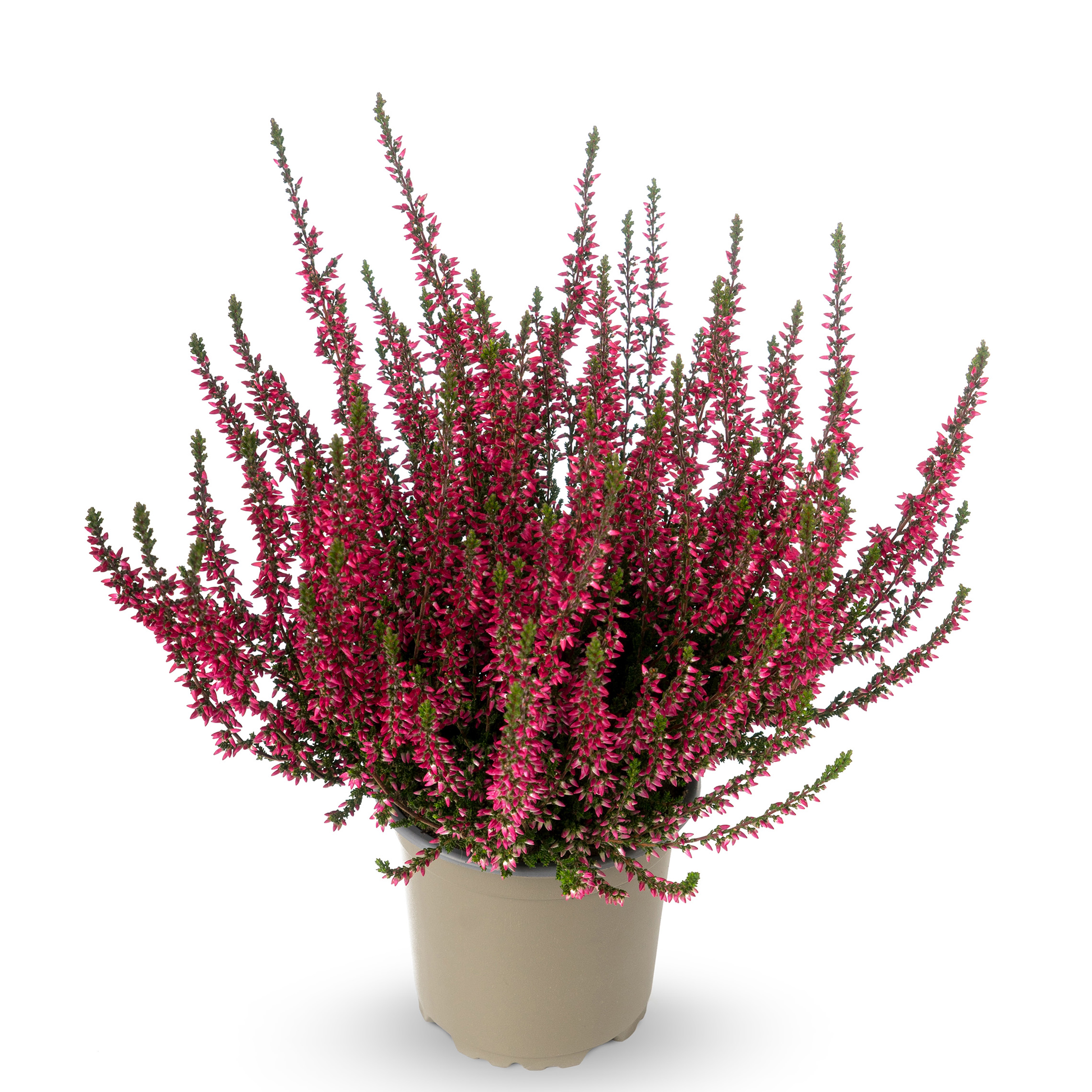 brezo-de-verano-rojo-venta-brezo-de-verano-rojo-calluna-vulgaris-rubra