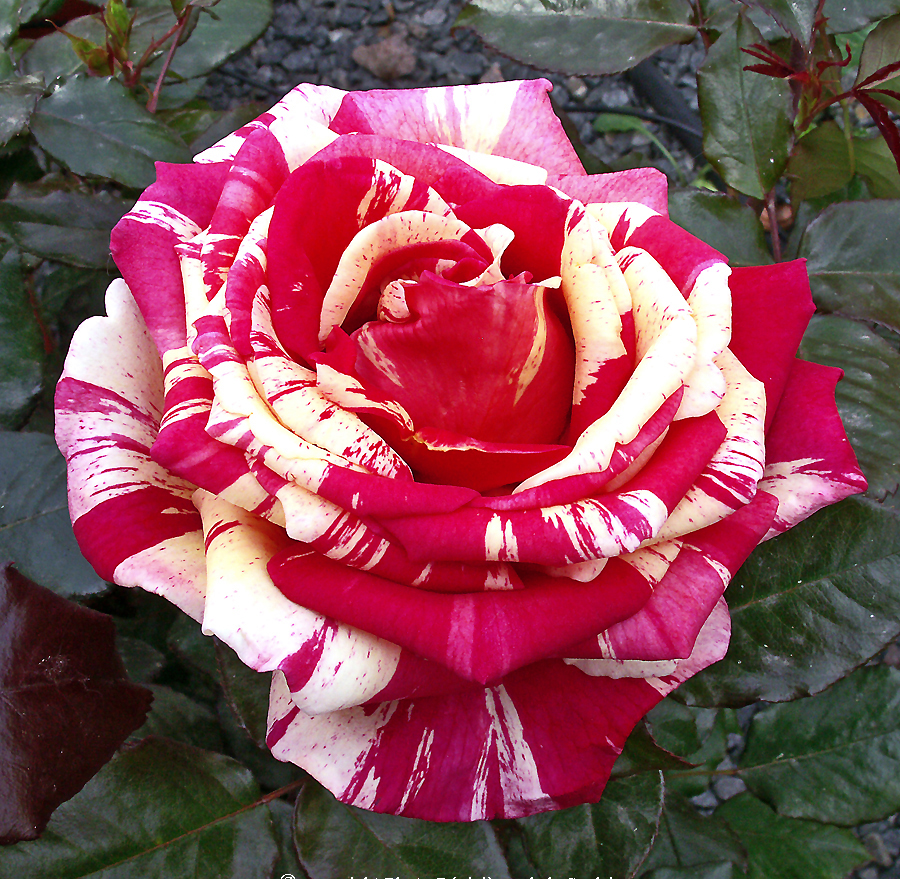Rosal 'Brocéliande'