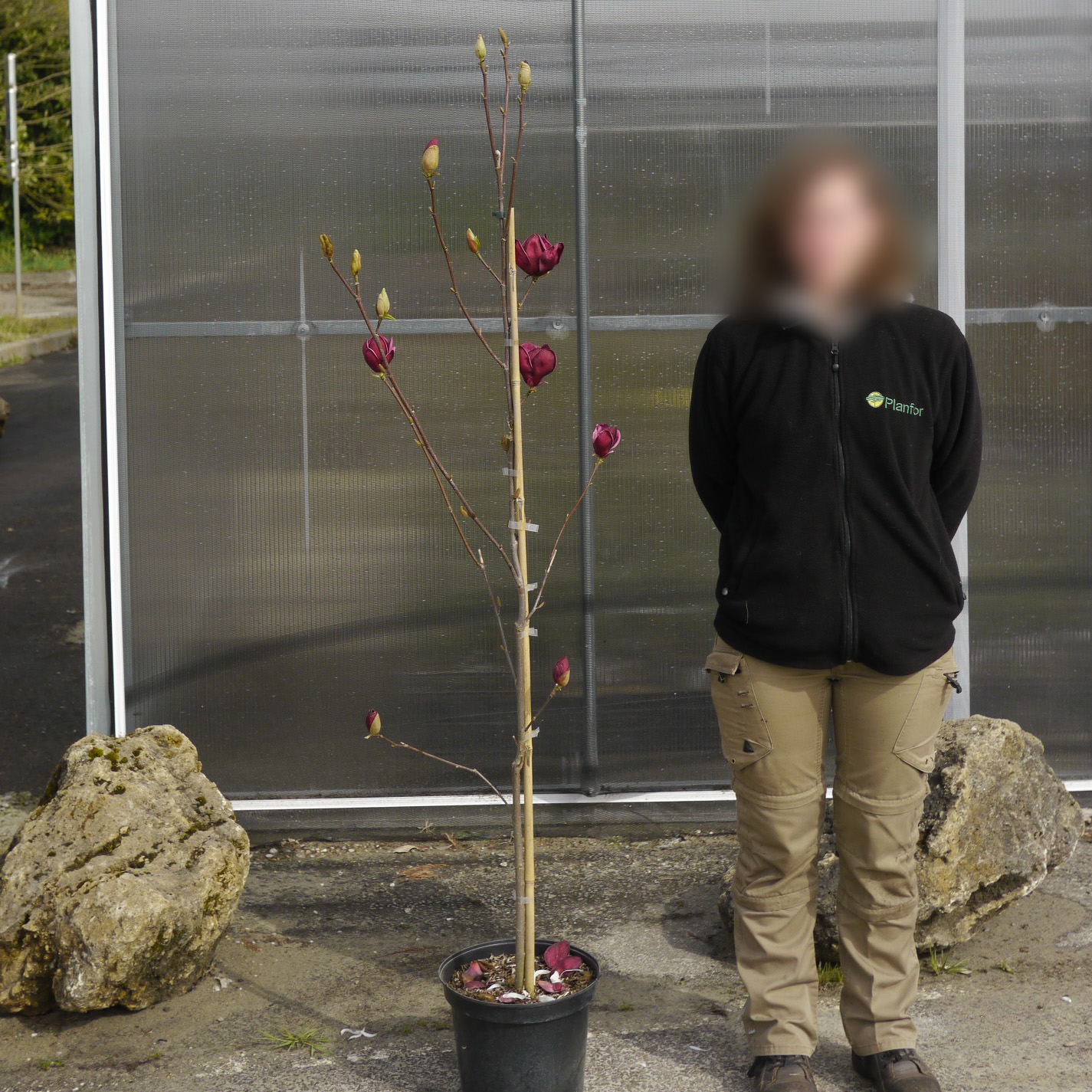 Magnolio 'Génie'