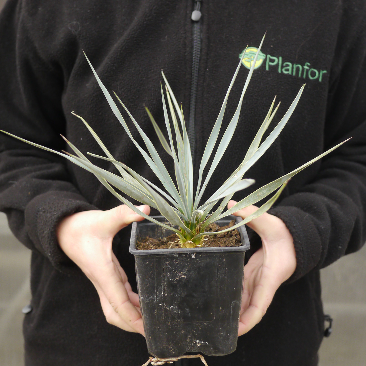 yucca-rostrata-venta-yucca-rostrata-yucca-rostrata