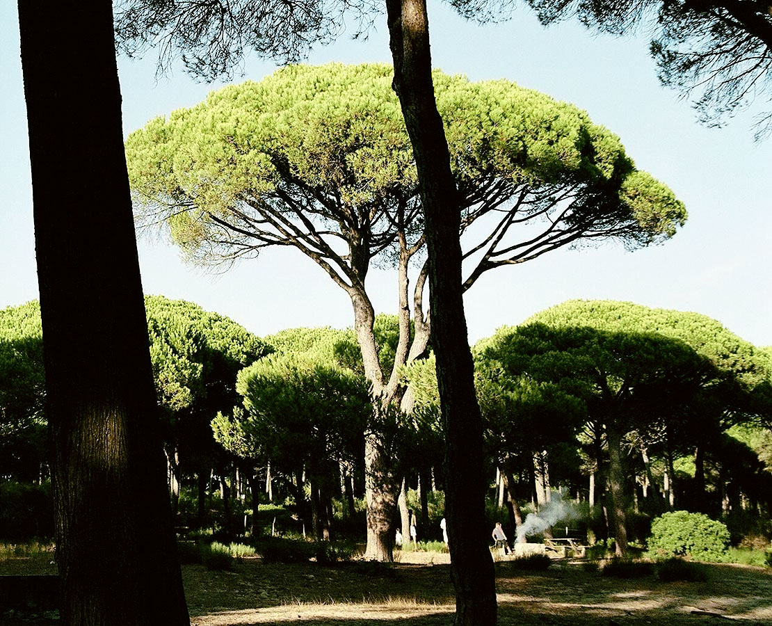 Pino piñonero : venta Pino piñonero / Pinus pinea
