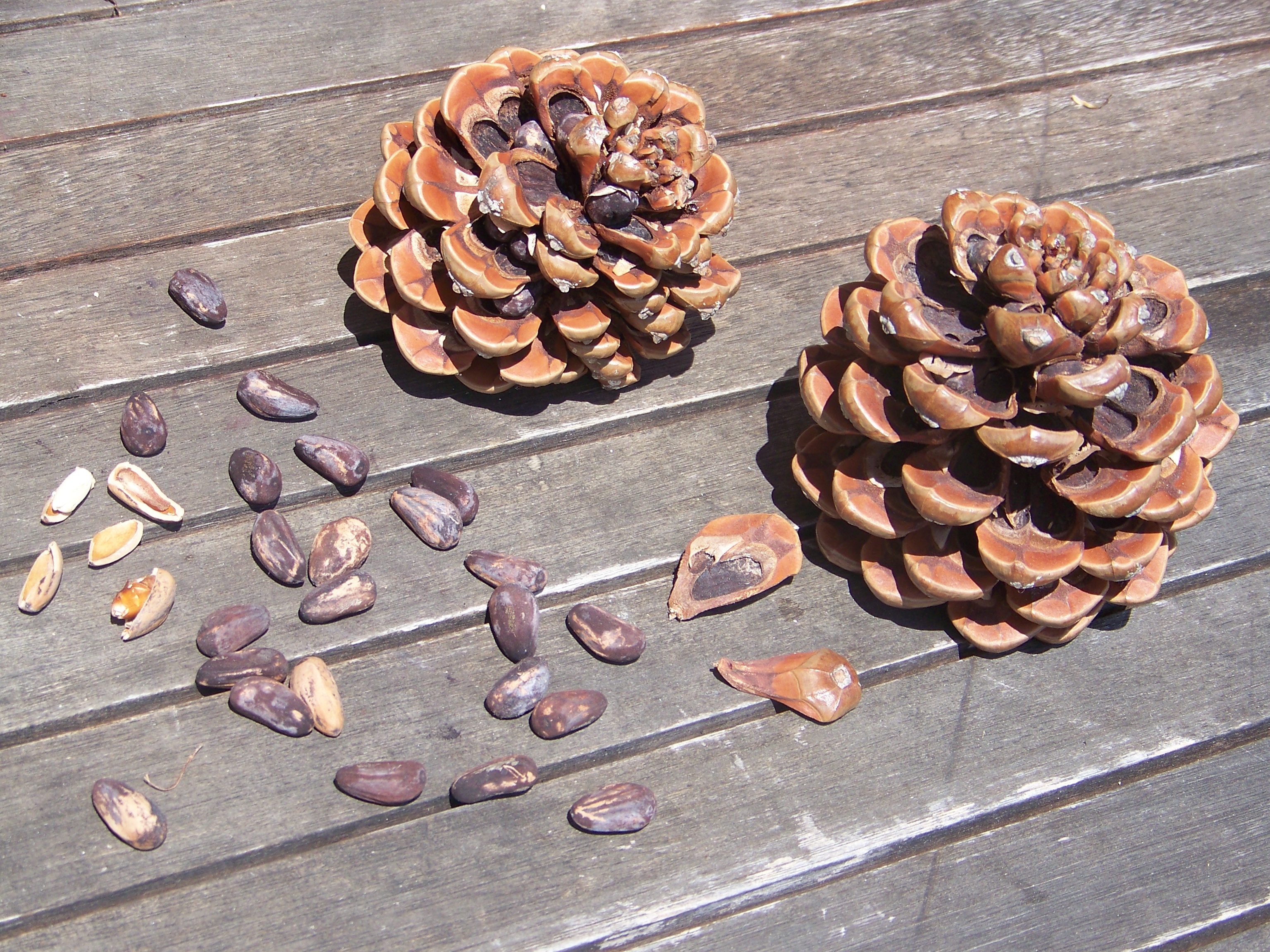 Pino piñonero : venta Pino piñonero / Pinus pinea