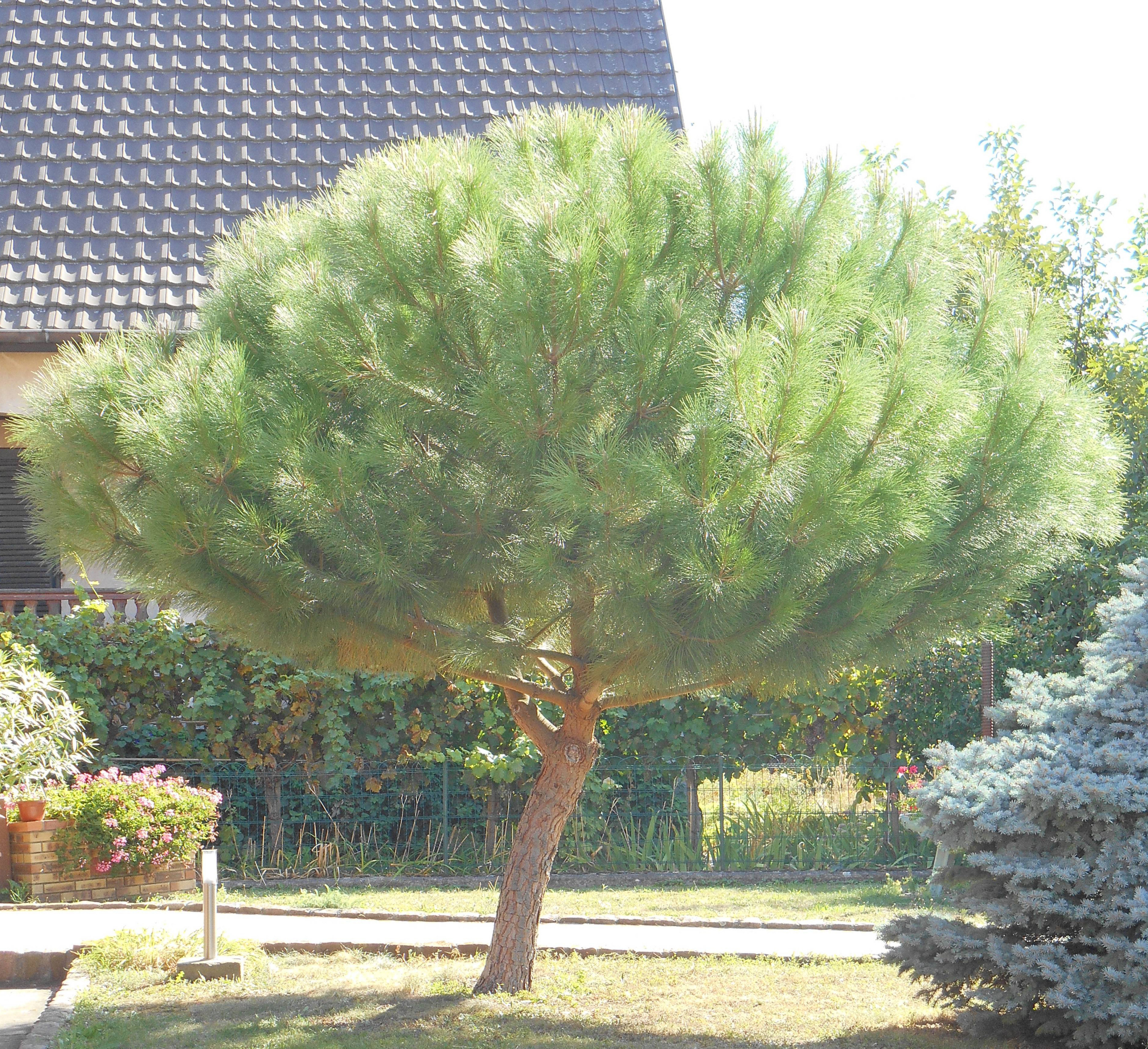 Pino piñonero : venta Pino piñonero / Pinus pinea