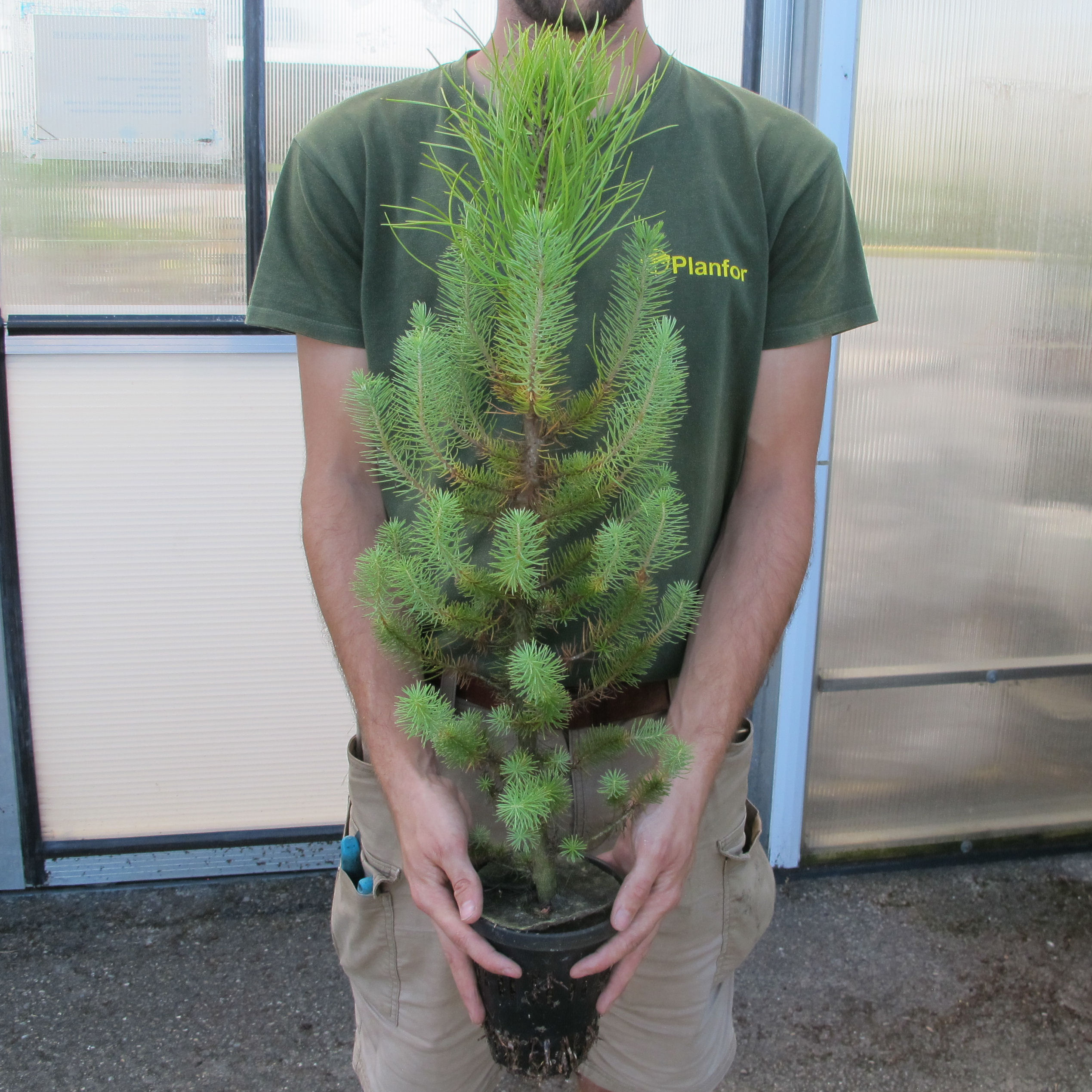 Pino piñonero : venta Pino piñonero / Pinus pinea