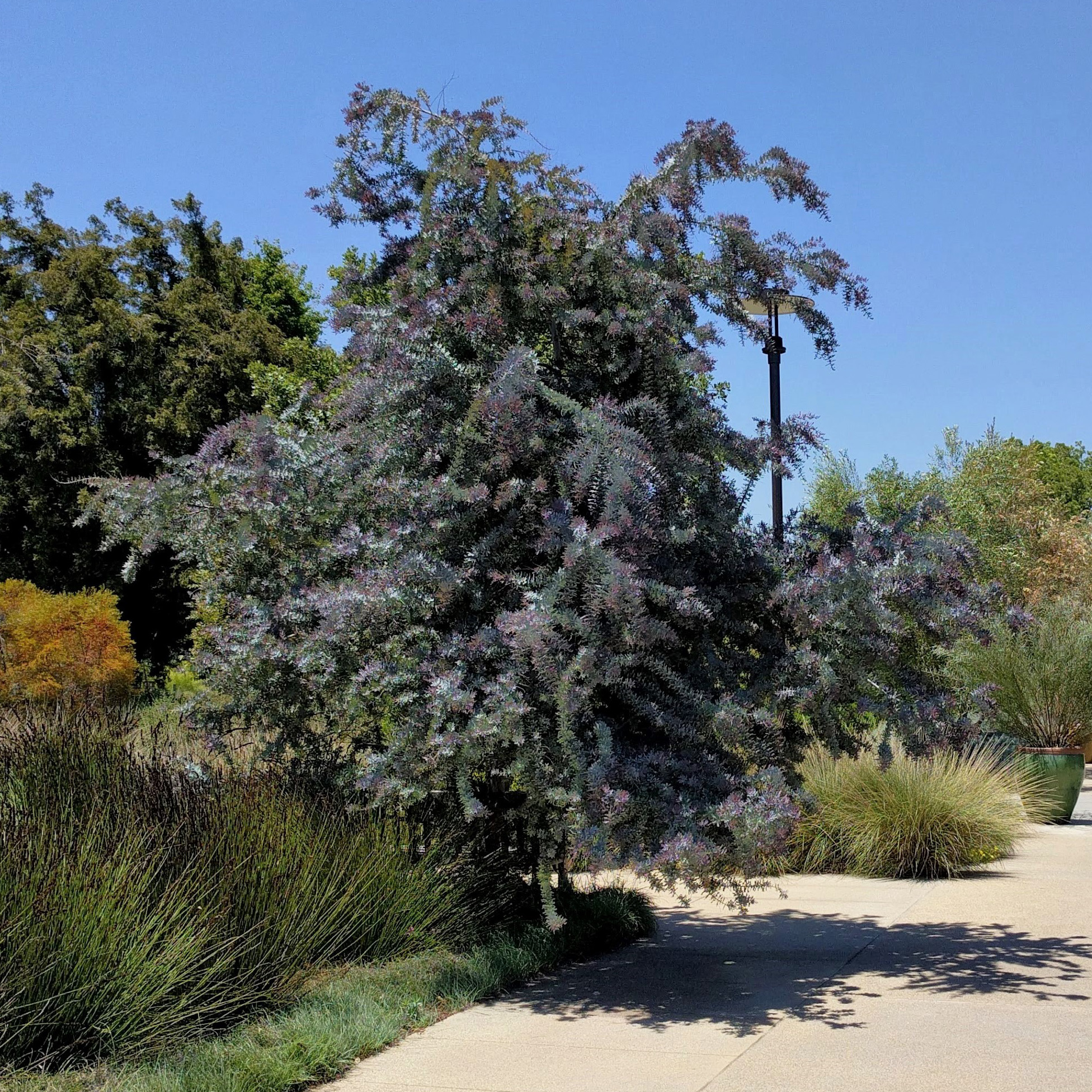 Mimosa de Bailey : venta Mimosa de Bailey / Acacia Baileyana Purpurea