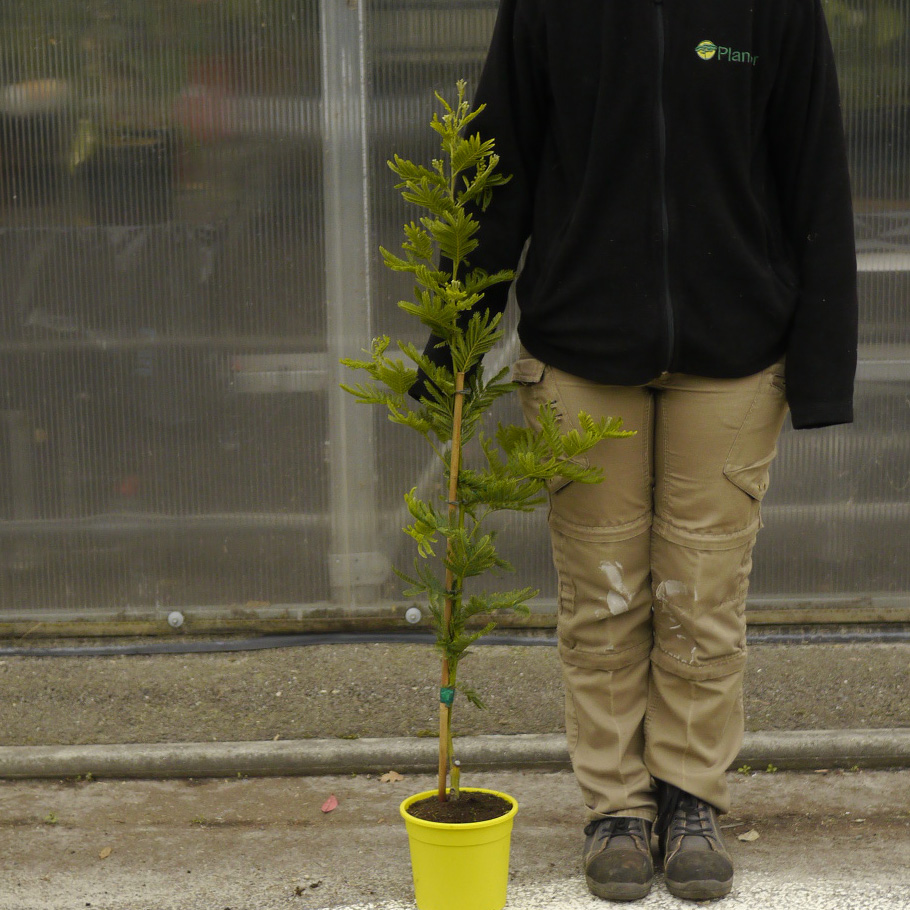 Planta Prohibida en España-Mimosa 'Gaulois Astier'