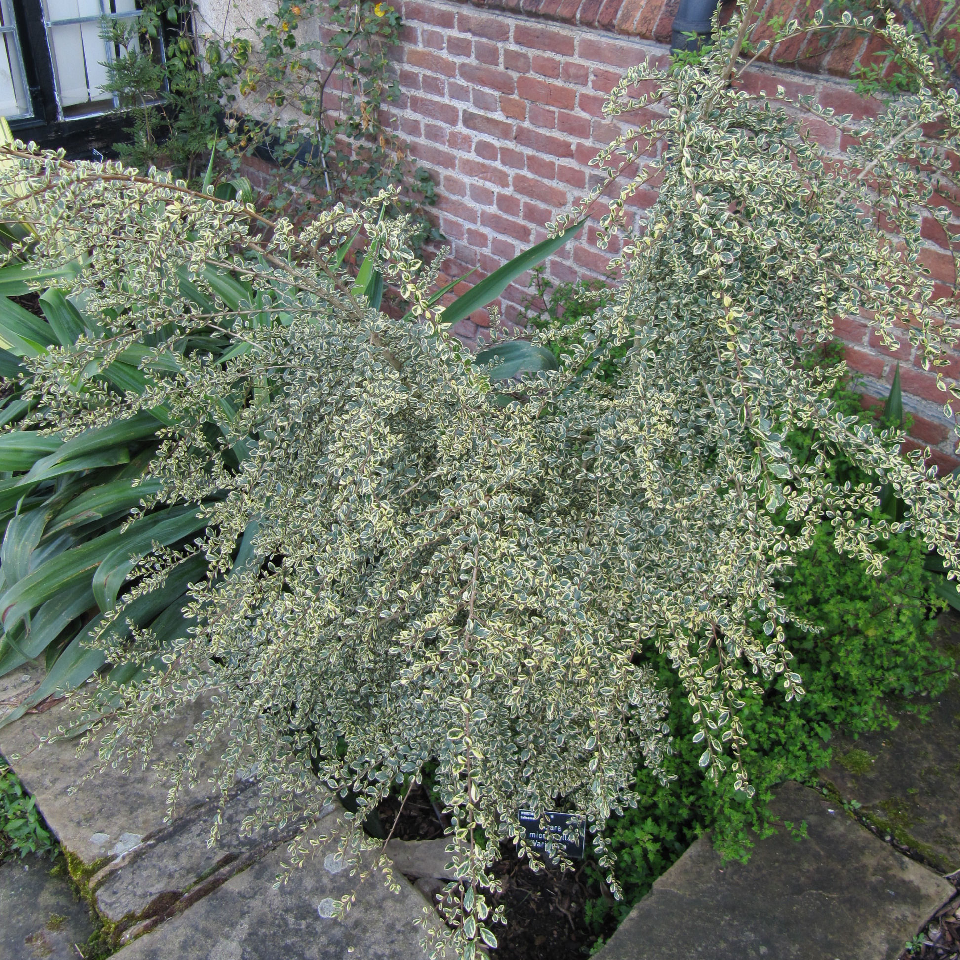Azara con hojas variegadas : venta Azara con hojas variegadas / Azara ...