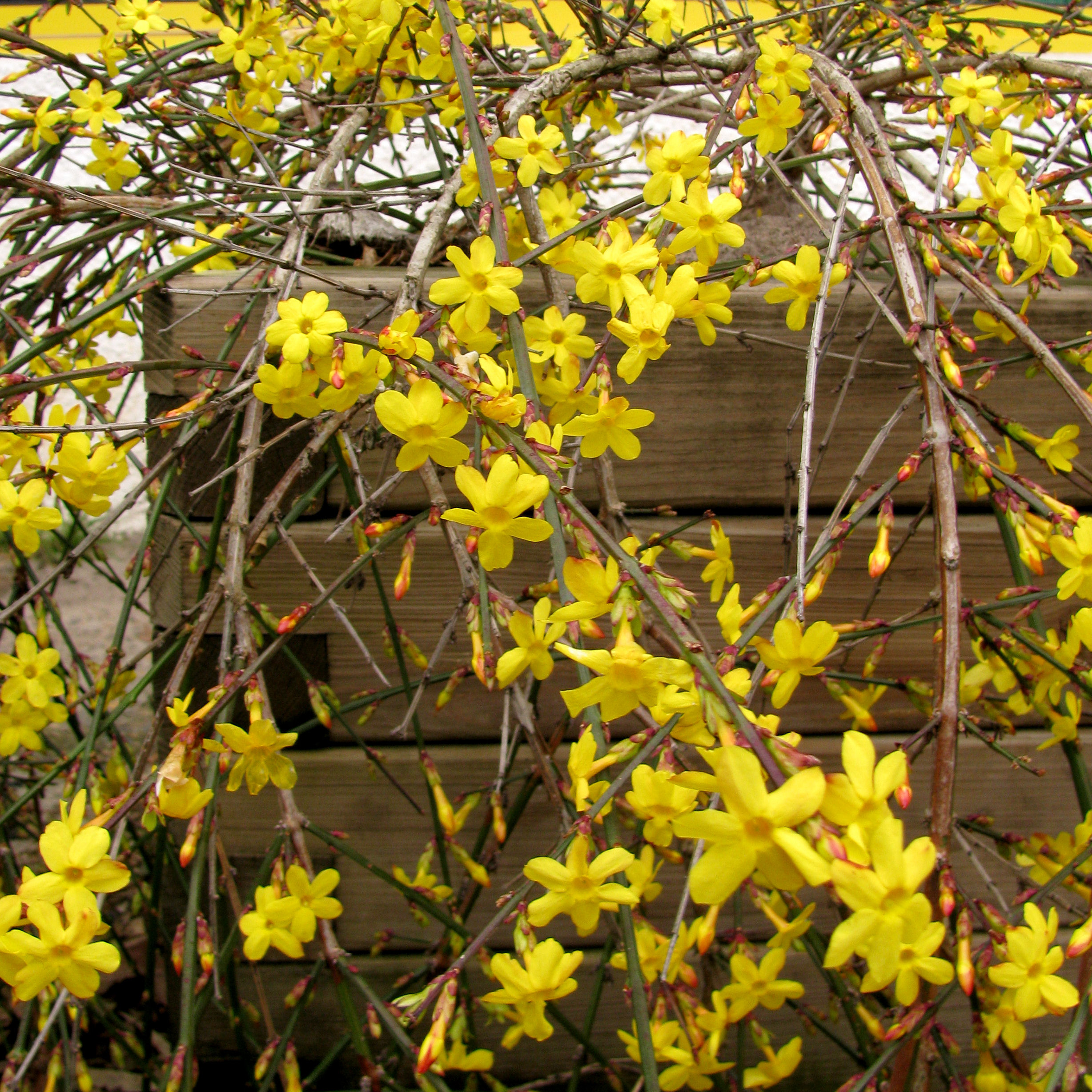 Semillas De Jazmín De Invierno 500 Unidades, Jasminum Nudiflorum, Trepadora Perenne Resistente, Ideal Para Jardines Soleados Y Cestas Colgantes Semillas De Jazmín De Invierno 500 Unidades, Jasminum Nudiflorum, Trepadora Perenne Resistente, Ideal Para Jardines Soleados Y Cestas Colgantes