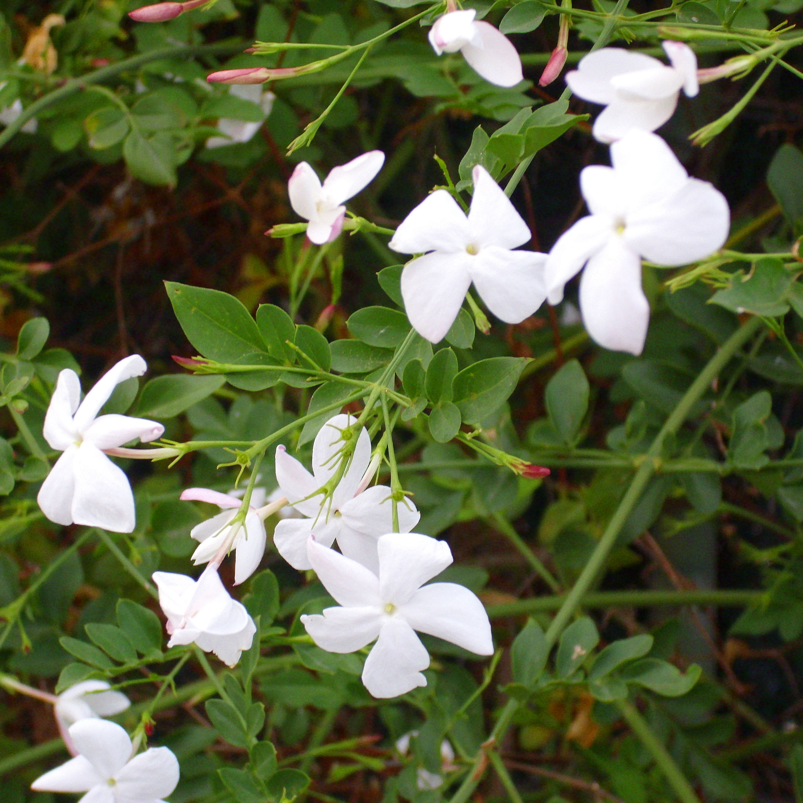 Planta De Jazmín Común En Maceta - 45 Cm Altura, Flor Blanca, Ideal Interior Y Exterior, Fácil Cuidado