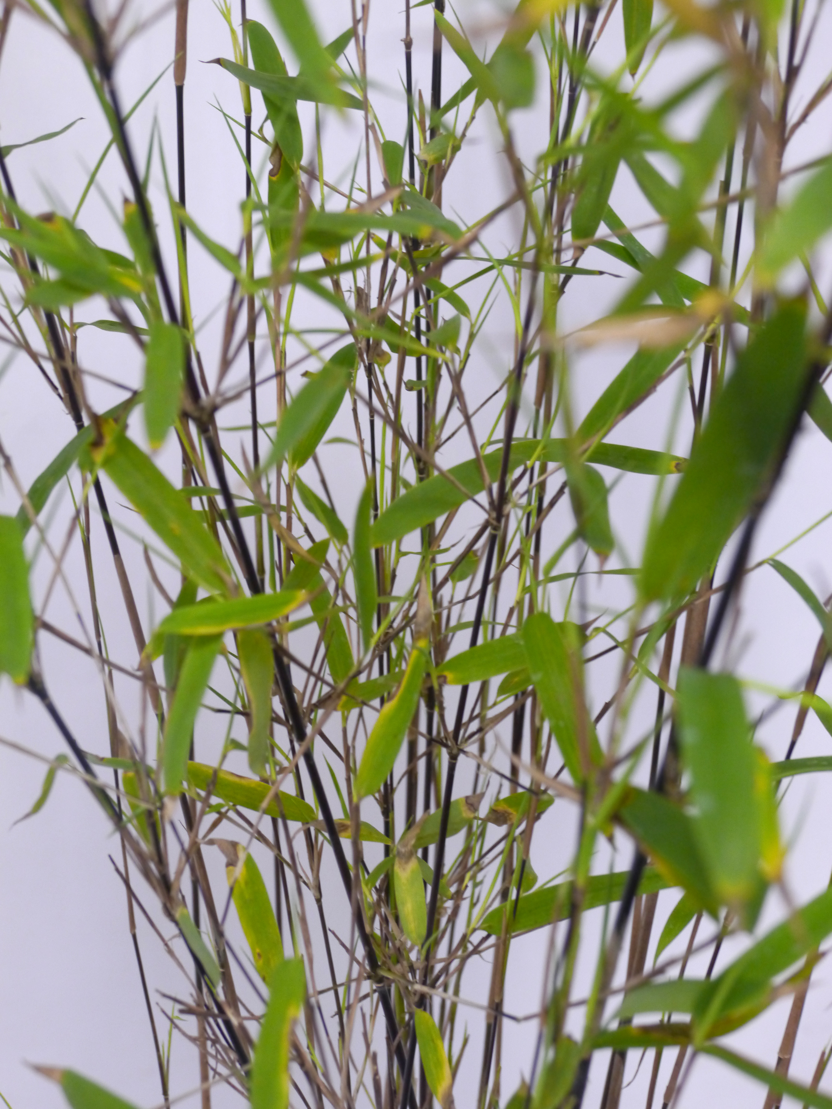 Bambú Fargesia Nitida 'Black Dragon' - Juego De 6 Plantas, Altura 25-40 Cm, Maceta ⌀14 Cm, Resistente Y No Invasivo