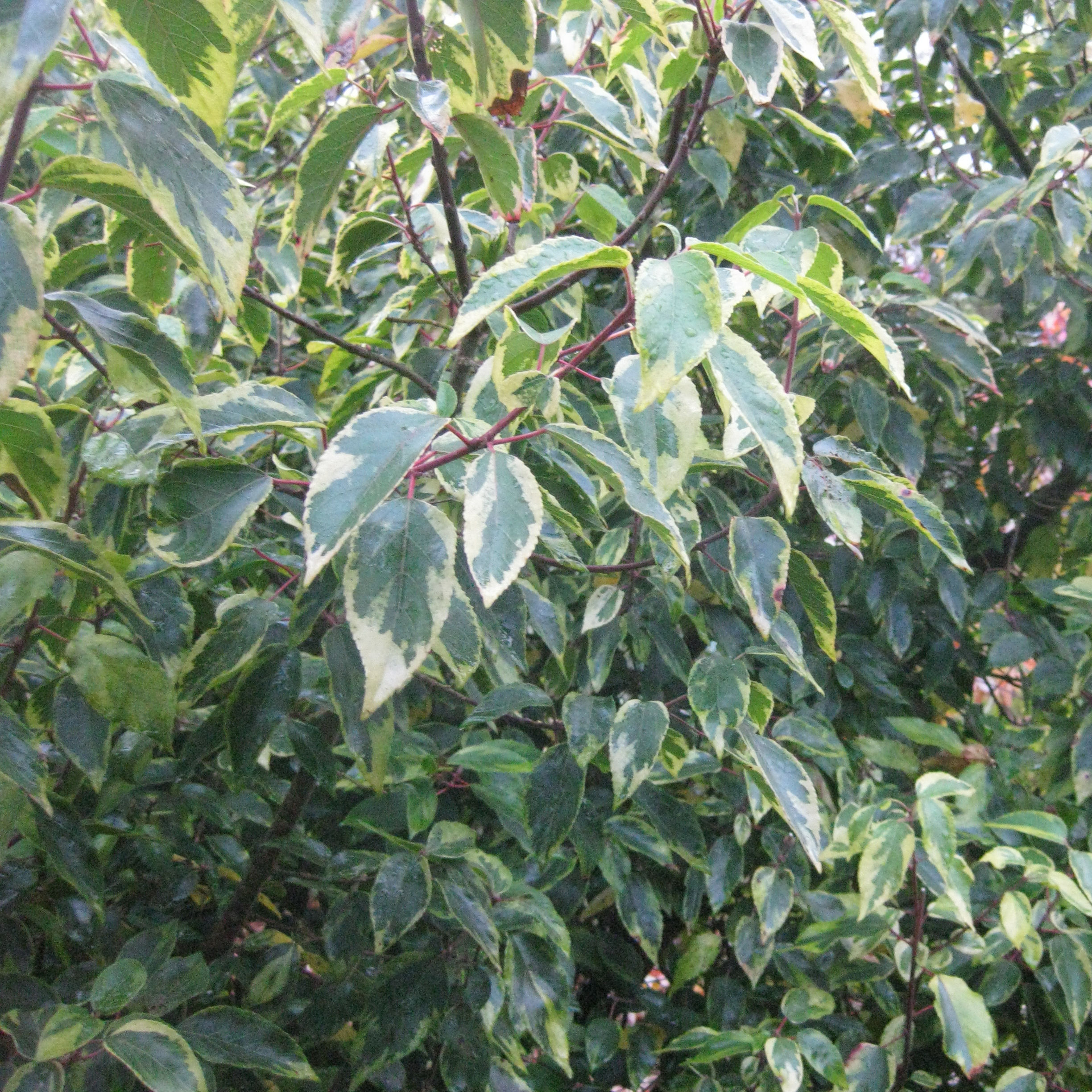 Maqui 'Variegata'
