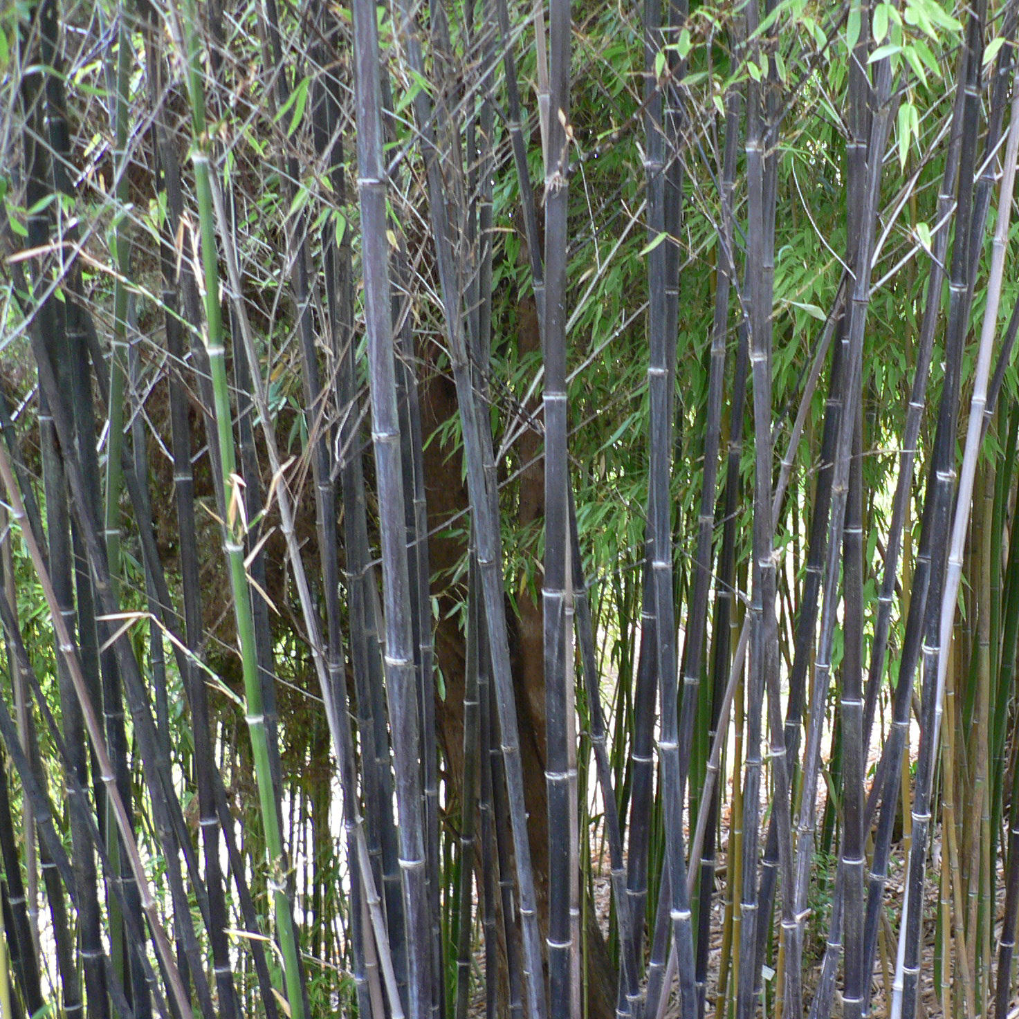 Bambú Phyllostachys Nigra : venta Bambú Phyllostachys Nigra ...