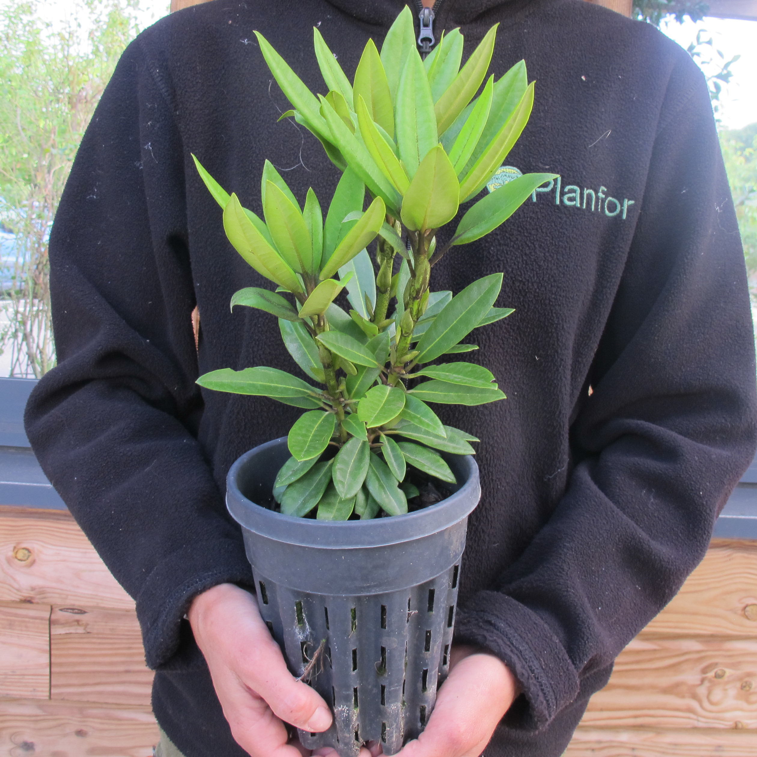 Rododendro blanco 'Calsap' : venta Rododendro blanco 'Calsap ...