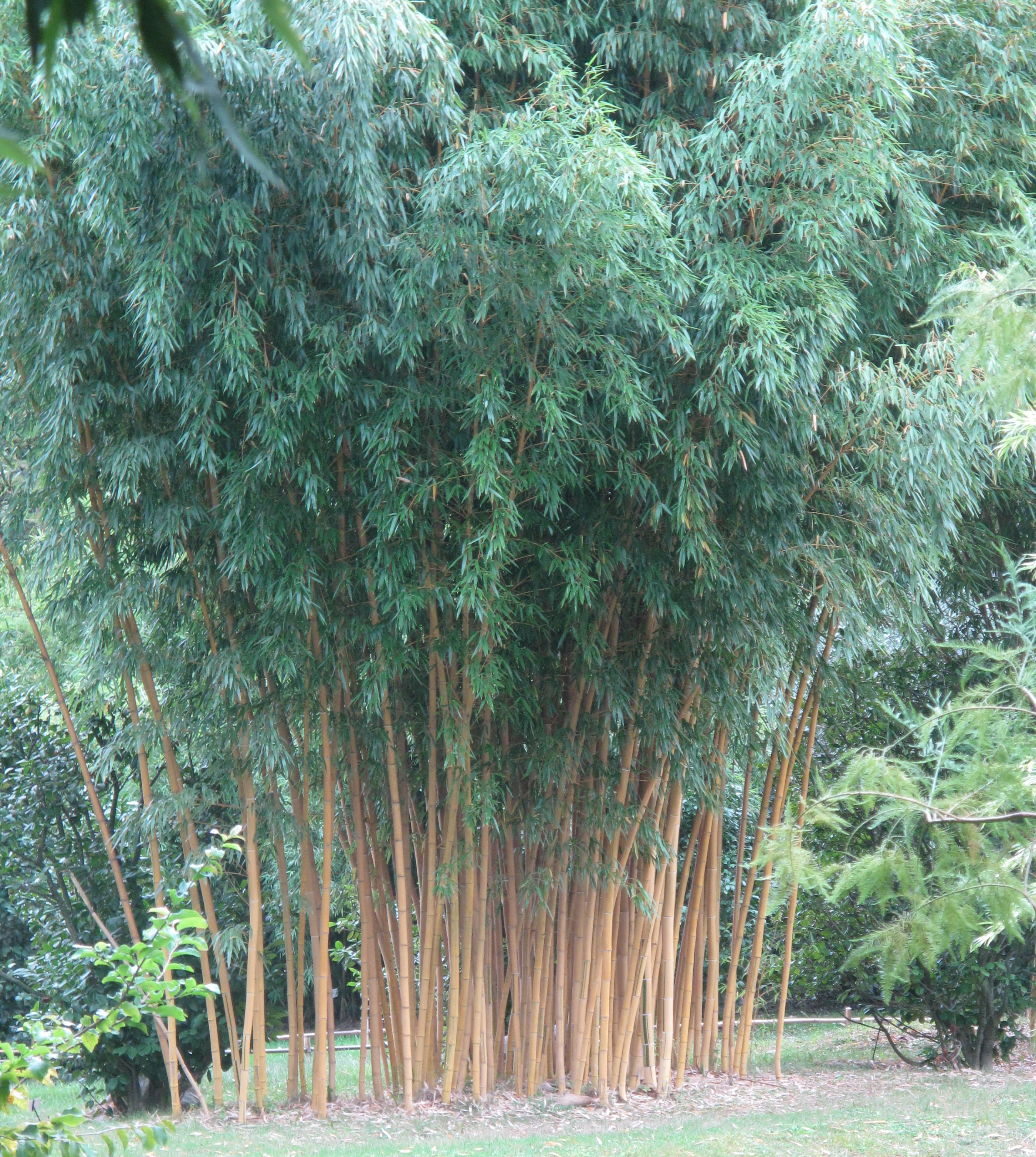 Bambú Phyllostachys aurea H