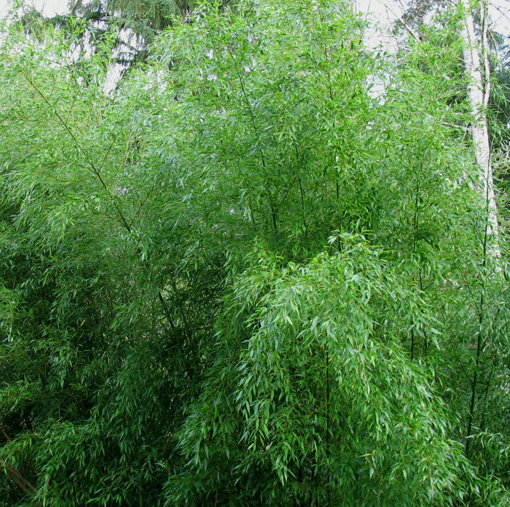Bambú Phyllostachys nigra henonis