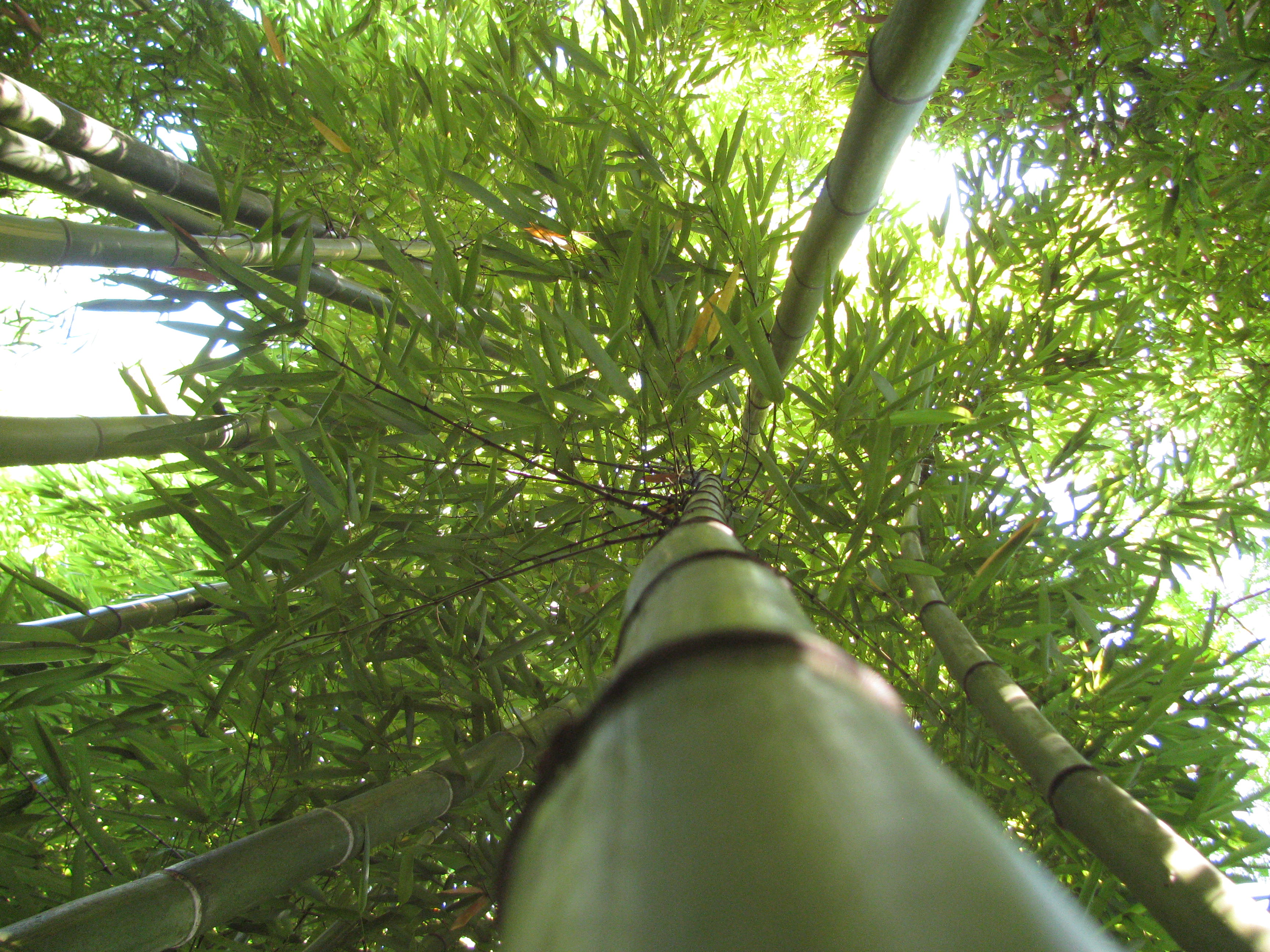 Bambú Phyllostachys vivax huang.