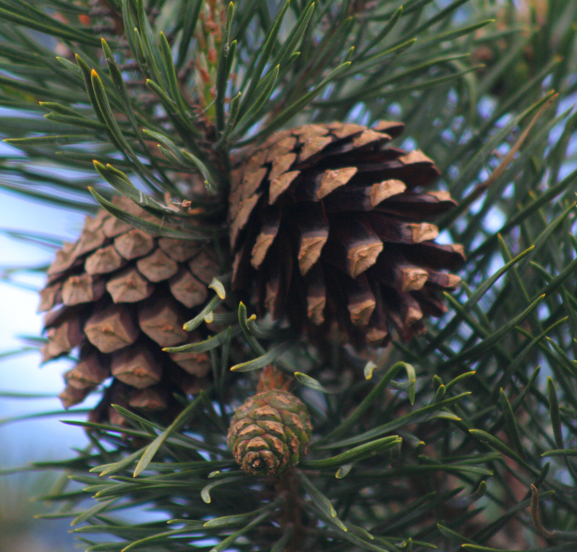 Pino silvestre : venta Pino silvestre / Pinus sylvestris