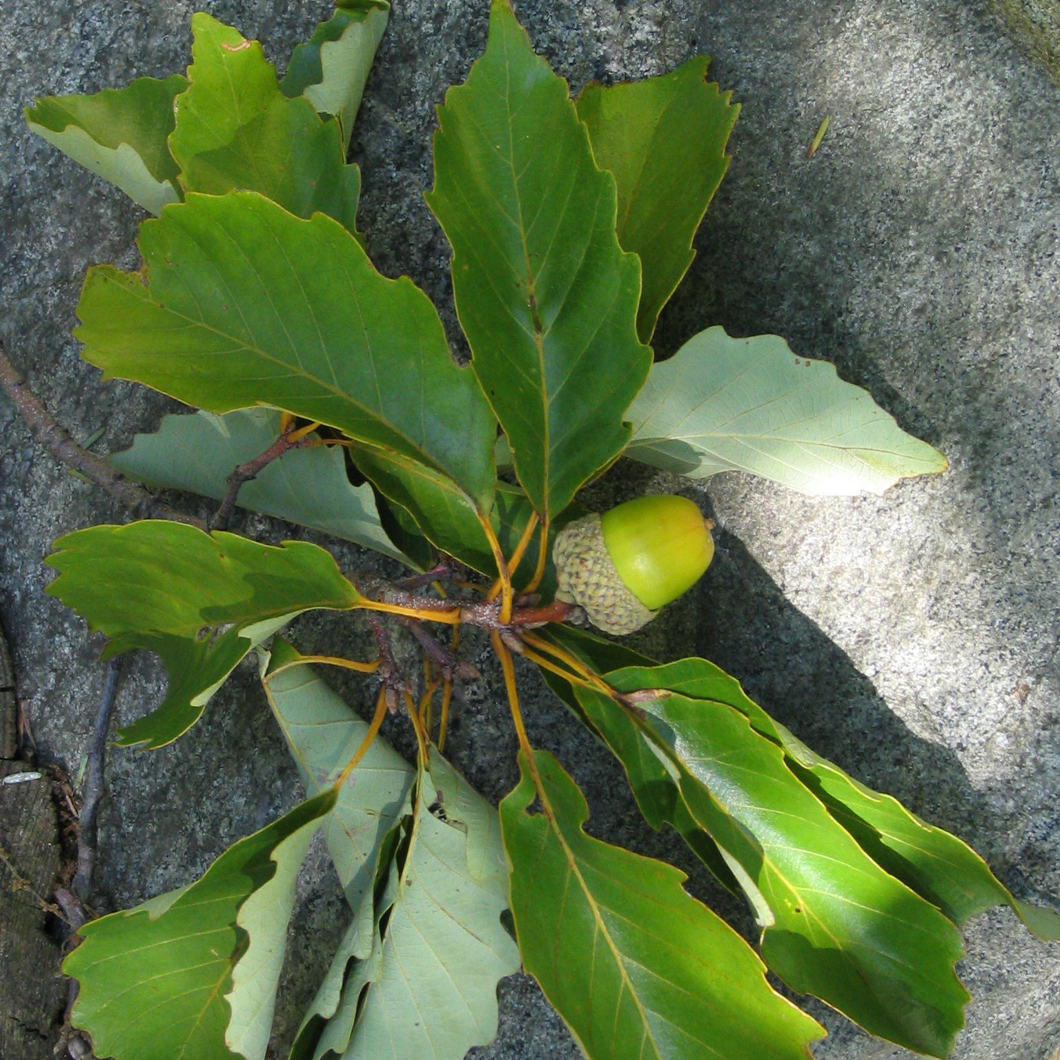 Roble castaño : venta Roble castaño / Quercus prinus, Quercus montana
