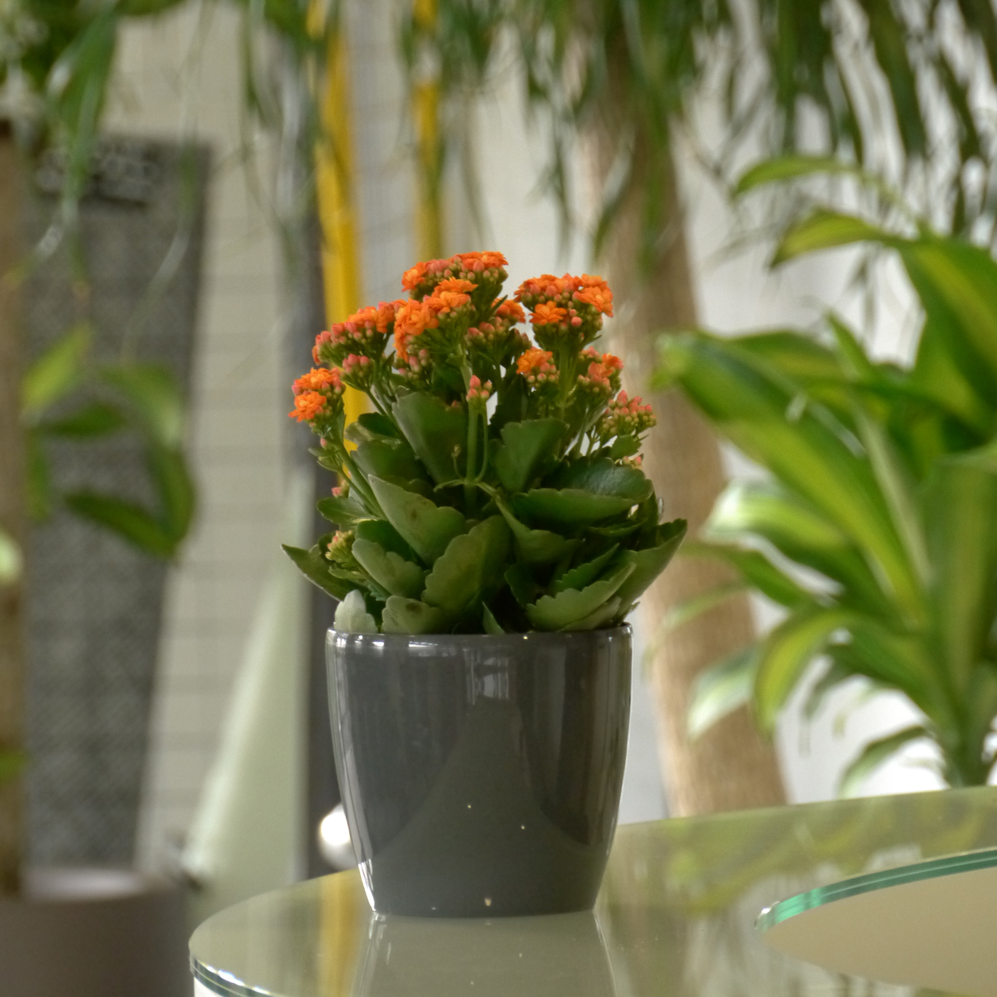 Kalanchoe naranja + Cubremaceta Antracita