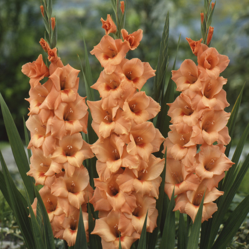 Gladiolo 'Peter Pears'