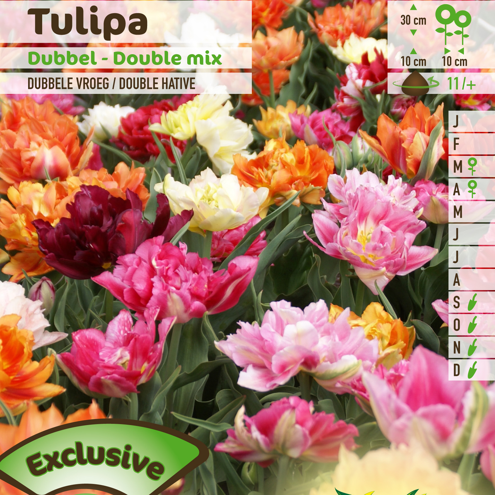 Tulipán doble precoz en mezcla