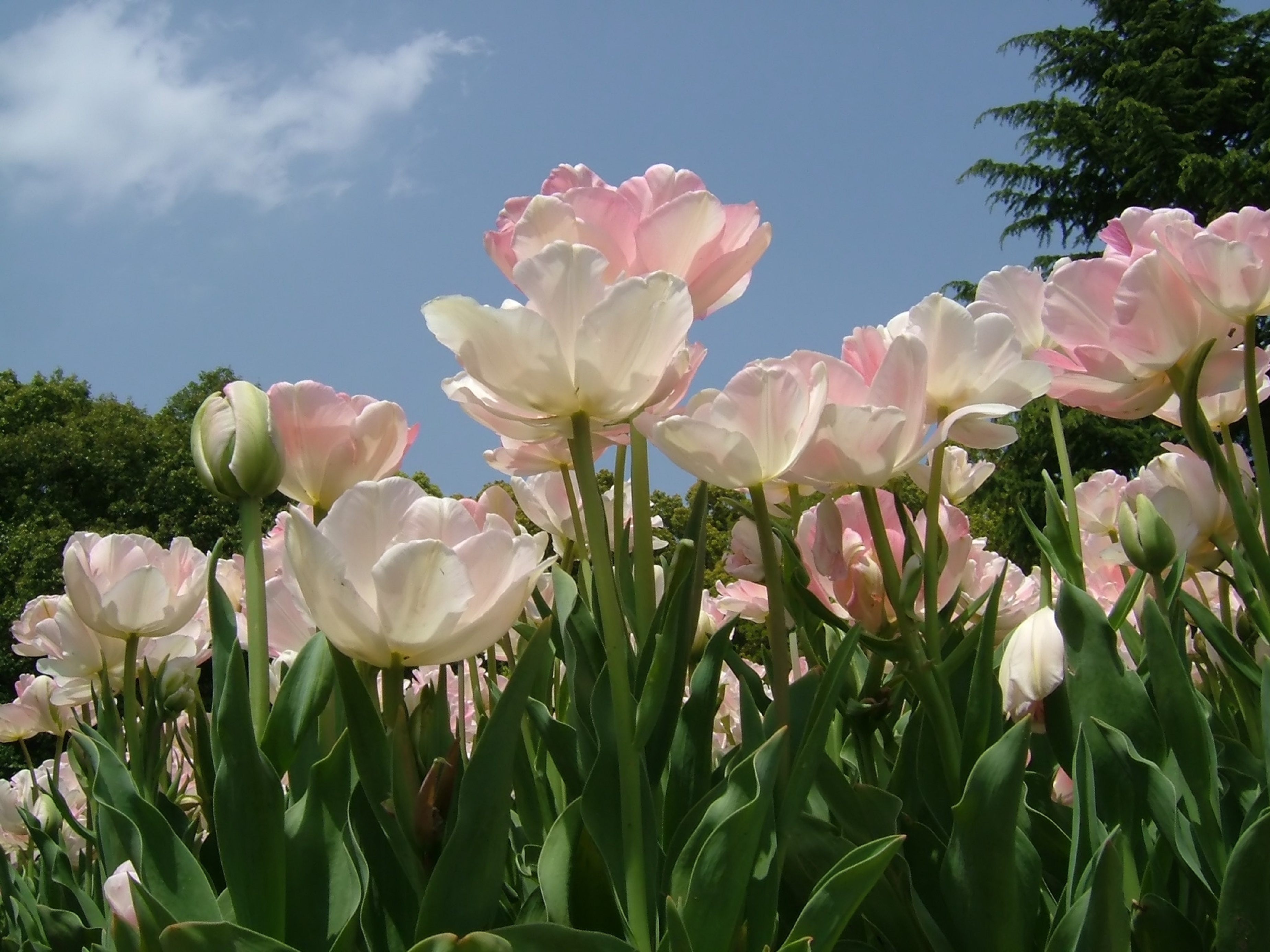 Tulipán doble tardío 'Angelique'