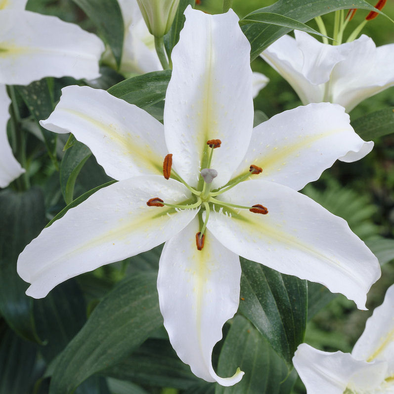 Azucena oriental 'Cassandra'