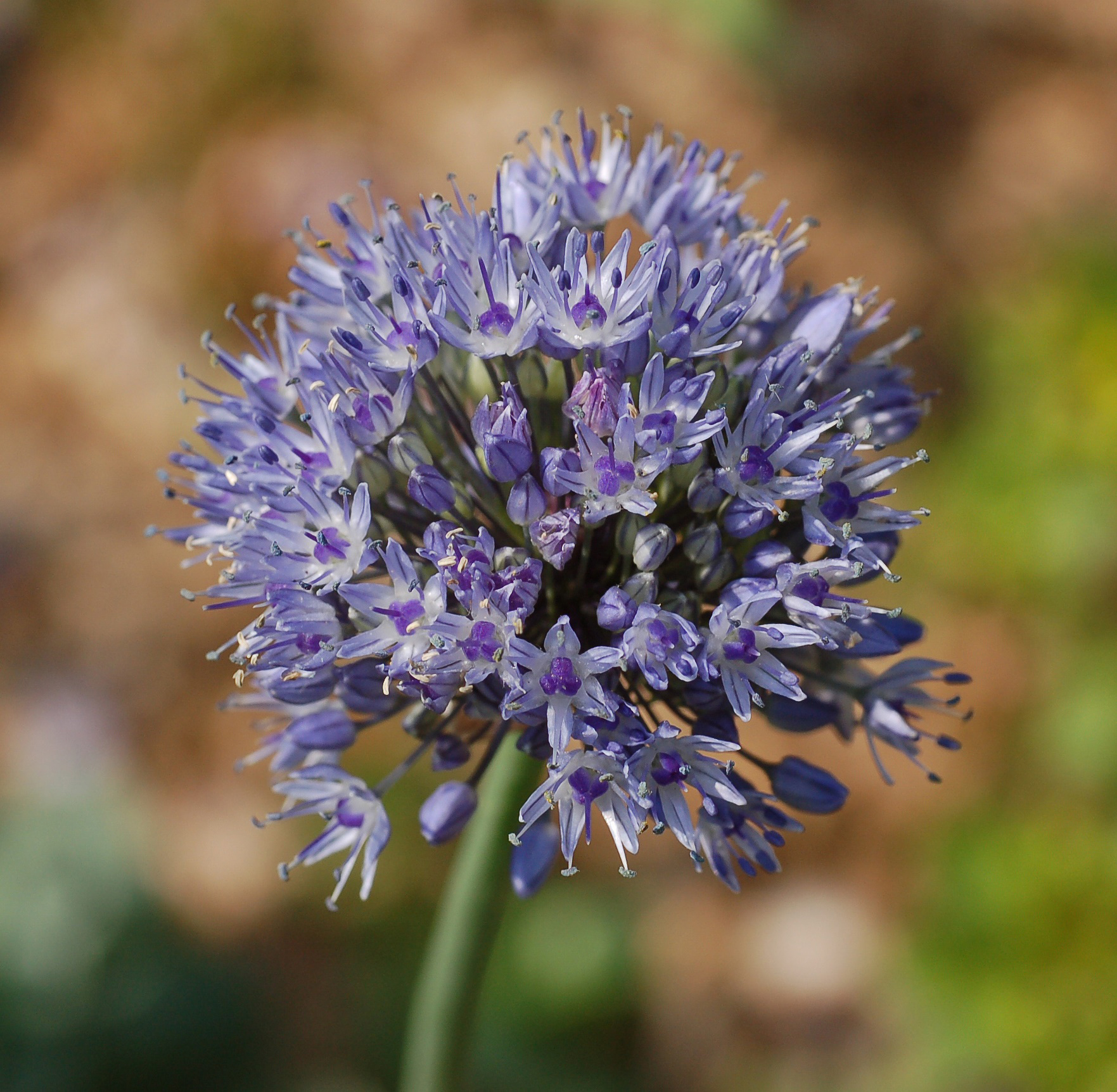 ajo-decorativo-azul-allium-caeruleum-azureum-venta-ajo-decorativo