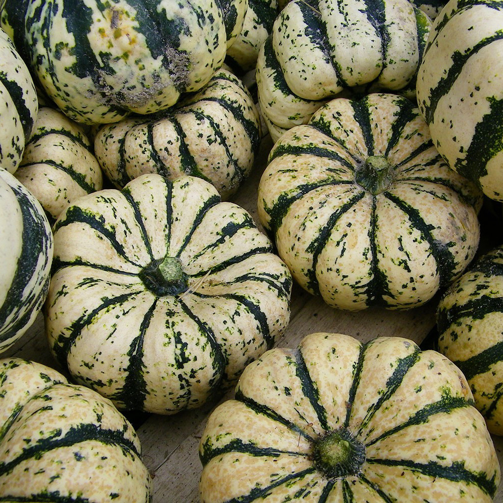 Calabacín patidou Sweet Dumpling