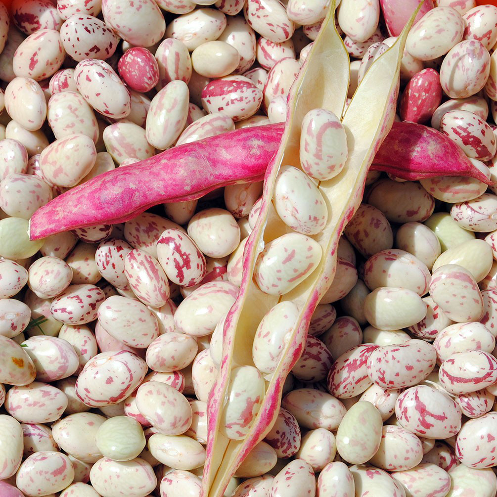 Alubia enana 'Coco rose de Prague'