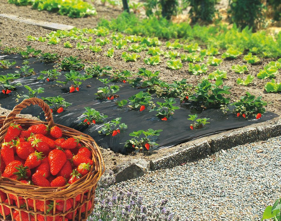 Acolchado especial fresas 50 micras – 1m40 x 50m