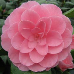 Camelia, Camellia - Venta Online de Camelias