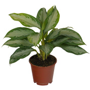 Custodio cangrejo salvar Plantas de interior : Comprar Online plantas de interior