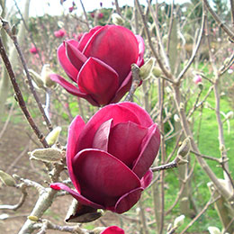 Magnolia - Venta Online de Magnolia