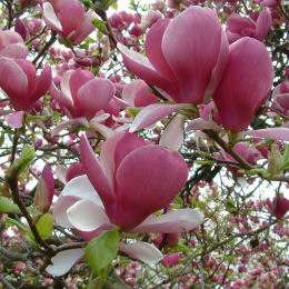 Magnolia - Venta Online de Magnolia