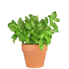 Albahaca
