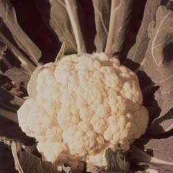 Coliflor gigante de Otoo Primus