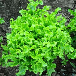 Lechuga Hoja de Roble Rubia