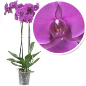 Orquídea mariposa Malva, Phalaenopsis