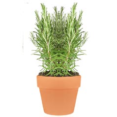 Ajedrea