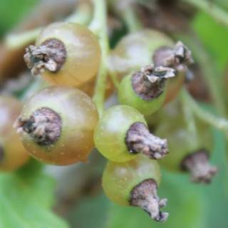 Casis blanco autofértil : venta Casis blanco autofértil / Ribes nigrum alba