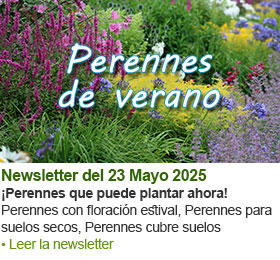 Ver la newsletter del mes